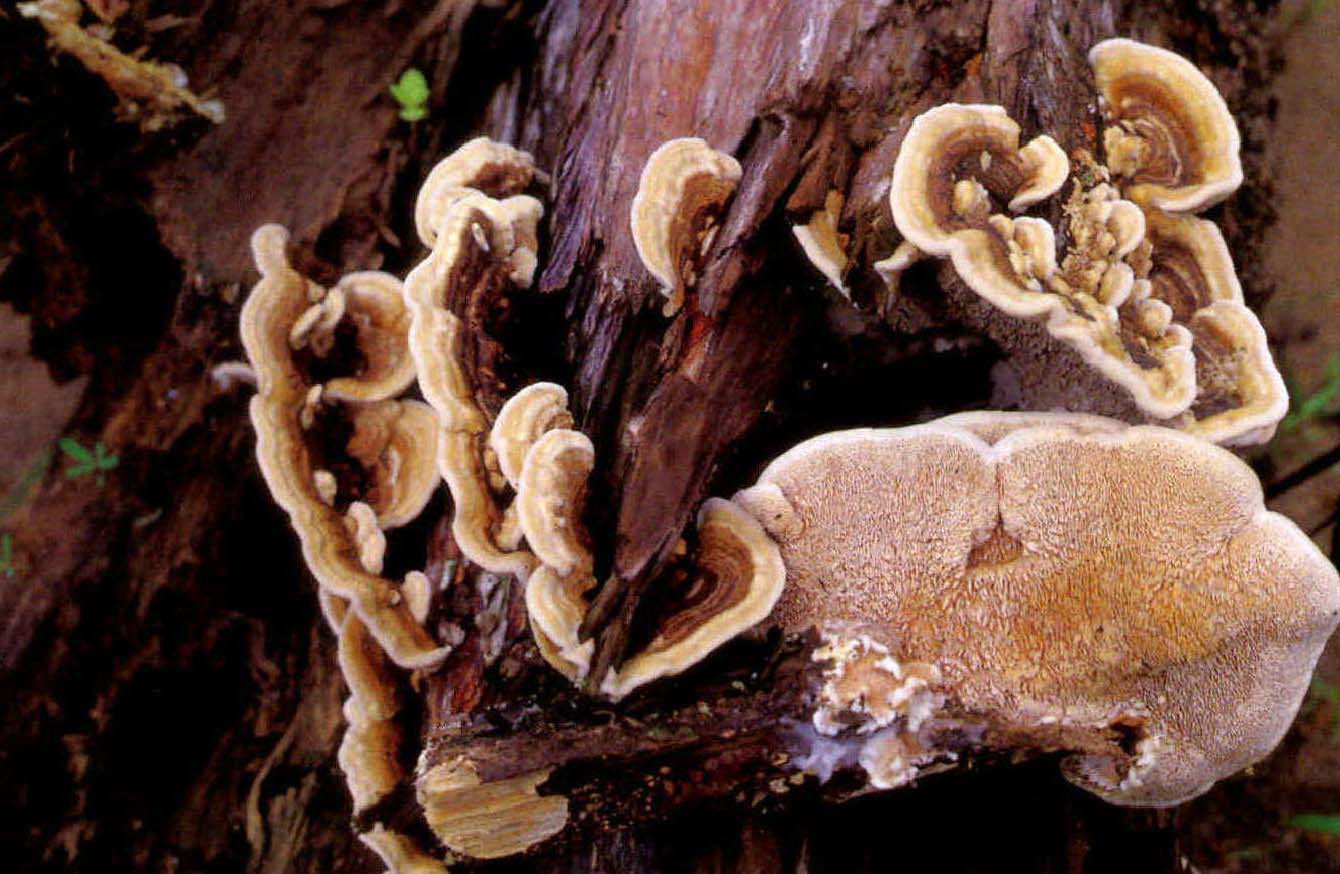 Trametes gibbosa(Pers.) Fr.